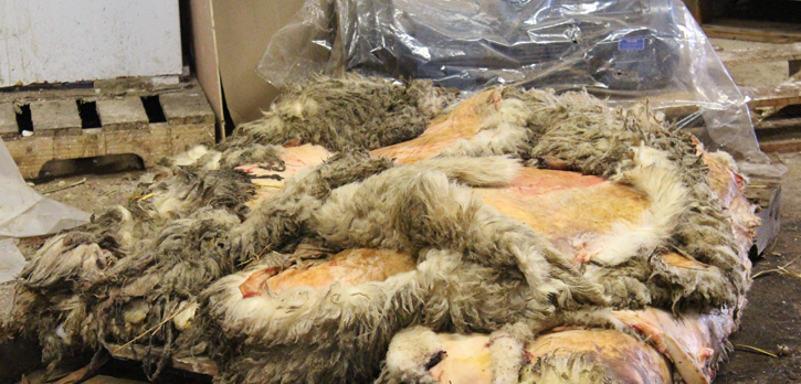 Qurbani Skin Collection